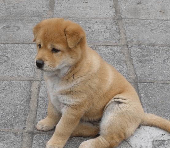 中华田园犬: 现在很少人养的土狗的原因