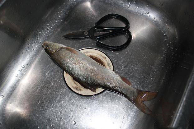 江钓难得一见的细鳞鱼,当年作为贡品被赞美为"龙凤之肉"