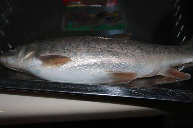 江钓难得一见的细鳞鱼,当年作为贡品被赞美为"龙凤之肉"