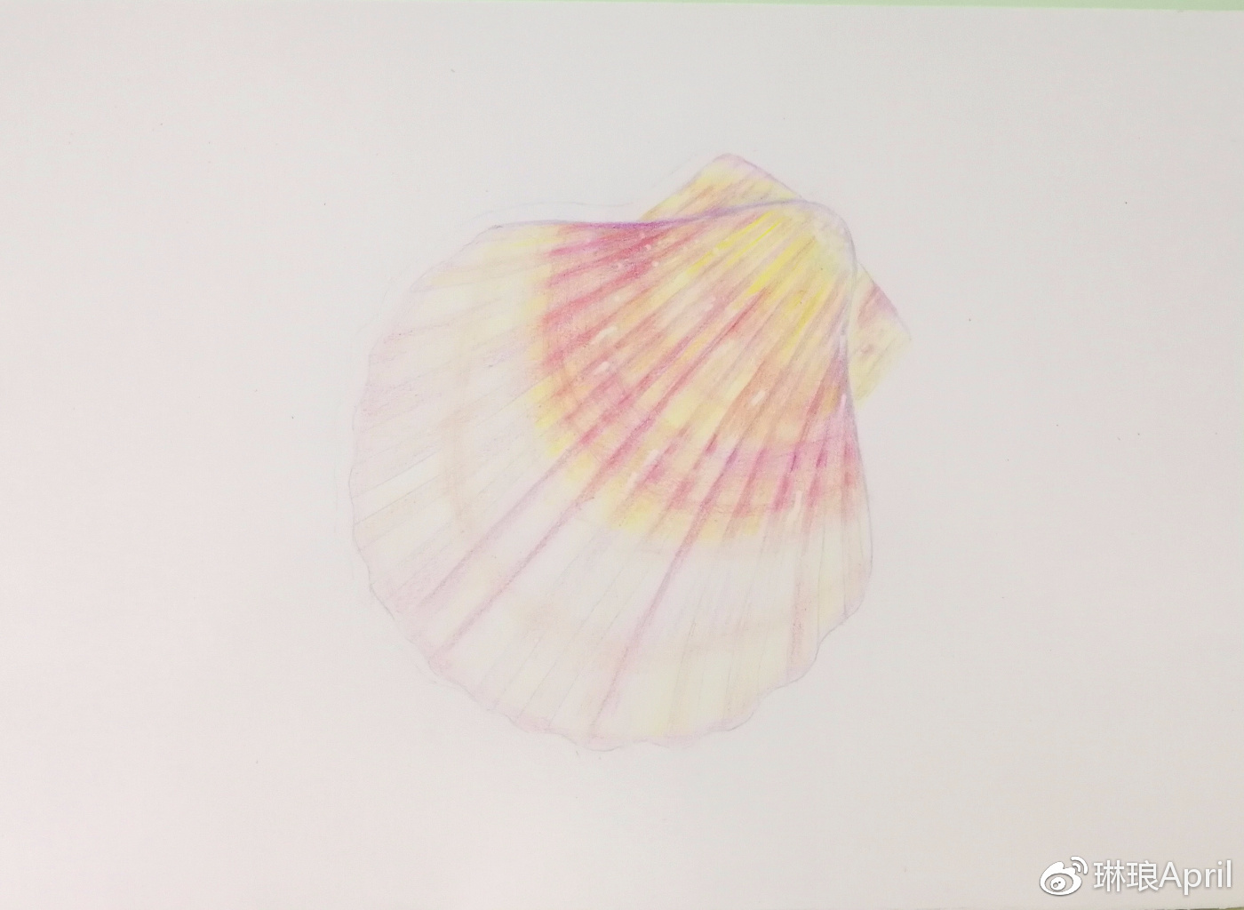 【彩铅教程.1】一个简单的贝壳