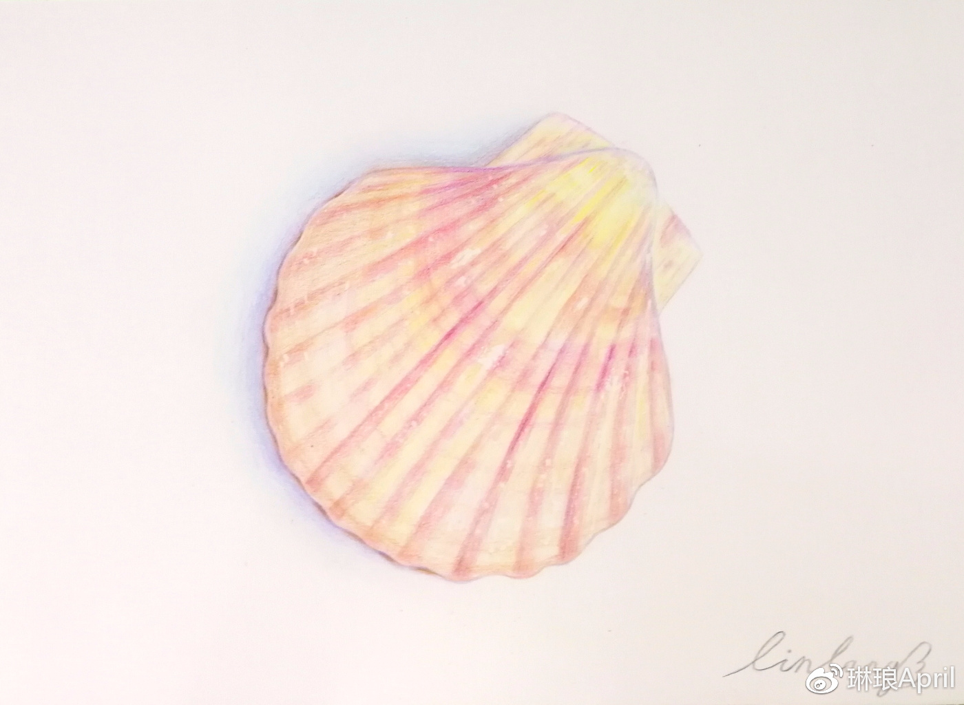 【彩铅教养程.1】壹个骈杂的贝壳
