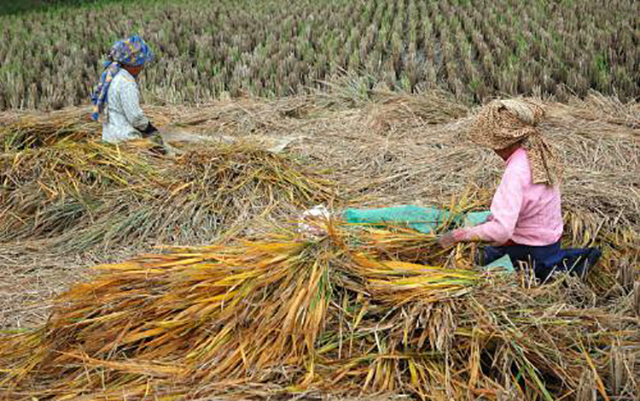 越来越多的农民不再种地,只因为伤心了!这4个理由让农民心疼