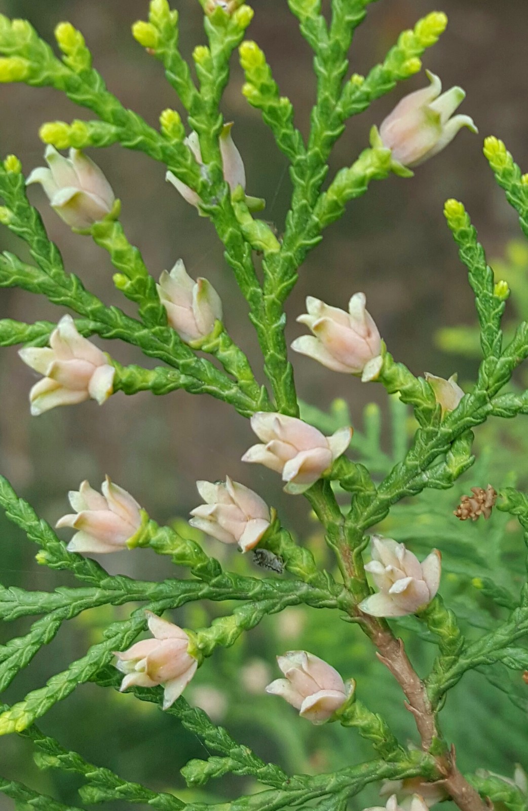 侧柏开花你见过吗12图