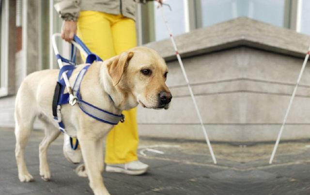 为什么导盲犬中拉布拉多犬居多?就因为这个优点,比过其他狗