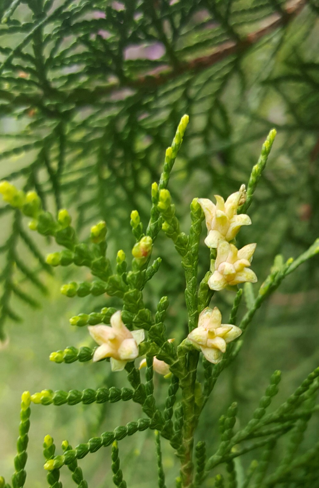 侧柏开花你见过吗12图