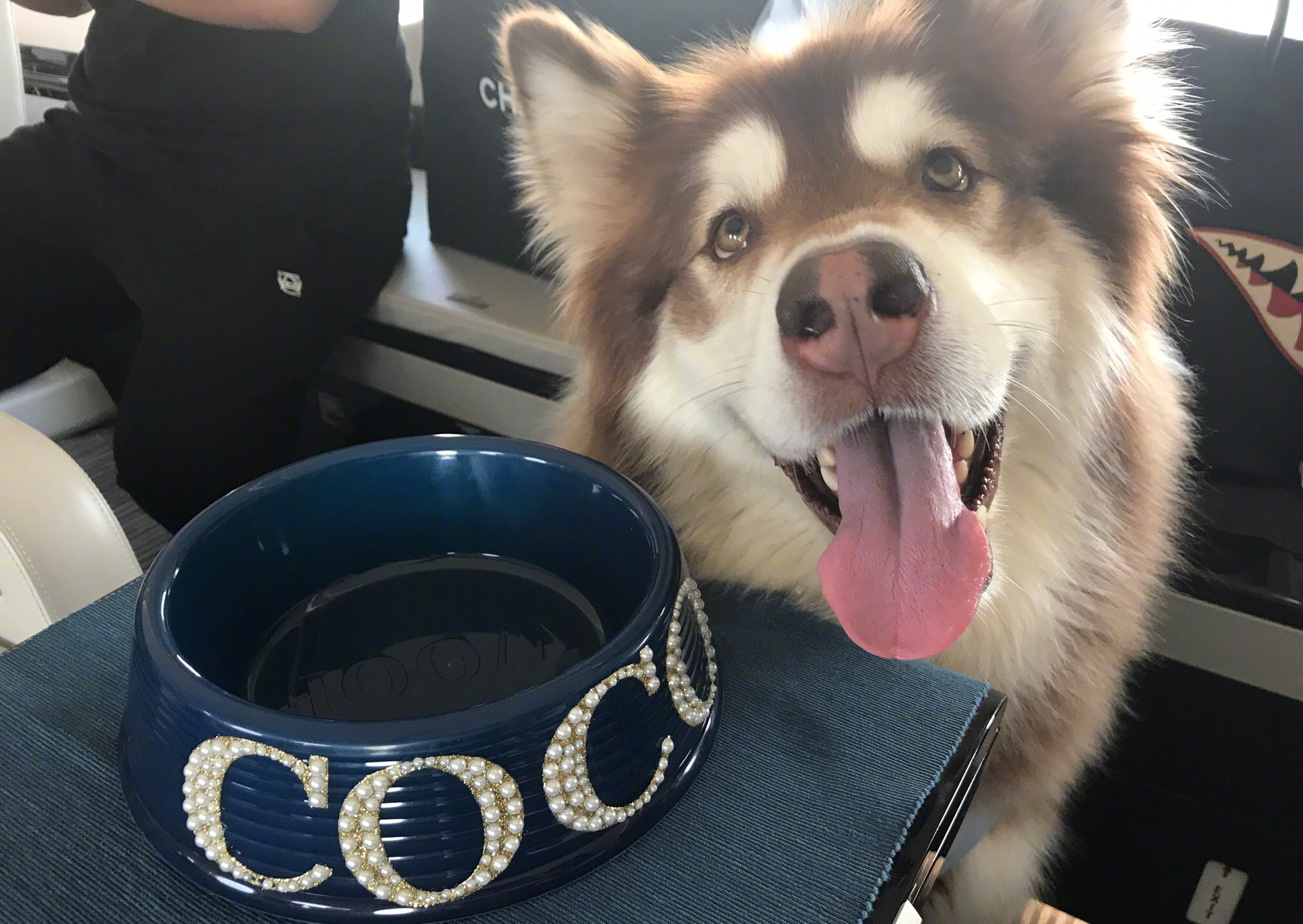 都说王思聪拿爱犬王可可炫富,你们都被骗了,这是一