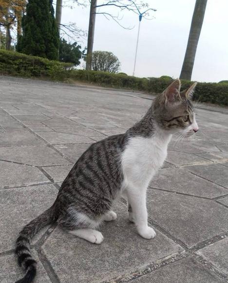 自然淘汰下的品种,国内不值钱,国外买不起|狸花猫|土猫|猫_新浪新闻