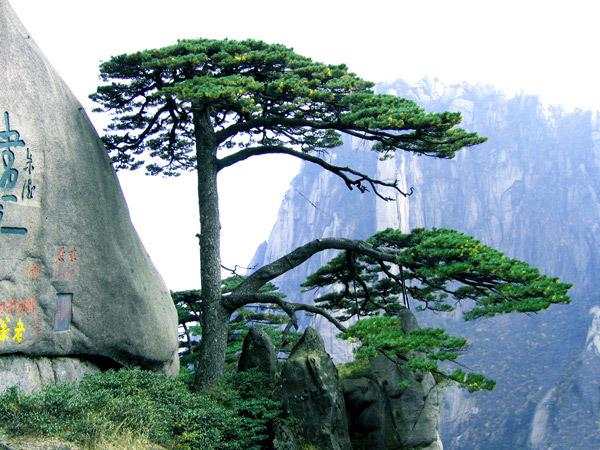 正文       迎客松   黄山四绝之一,树龄至少已经超过了八百年,在怪石