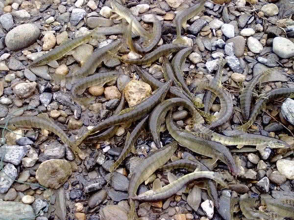 短短的身材胖胖的身体全身布满花纹此鱼名叫花泥鳅