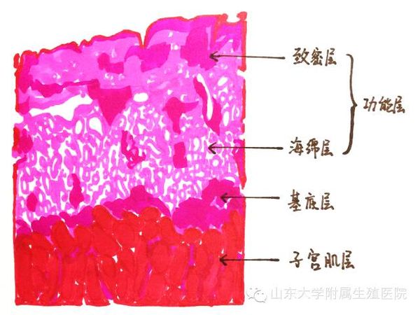 【科普】浅谈子宫内膜|子宫内膜|内膜|卵泡_新浪新闻