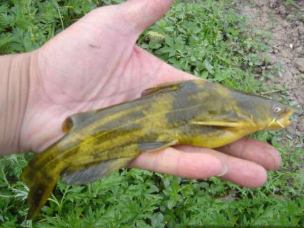 黄颡鱼是一种生活在淡水中的小型广食性鱼类,俗称:嘎牙,黄辣丁.