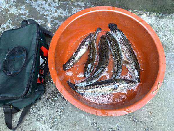 此鱼因为长得像柴而被广东人称之为"柴鱼"常用来煲汤和煲粥