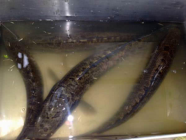 此鱼因为长得像柴而被广东人称之为"柴鱼"常用来煲汤和煲粥