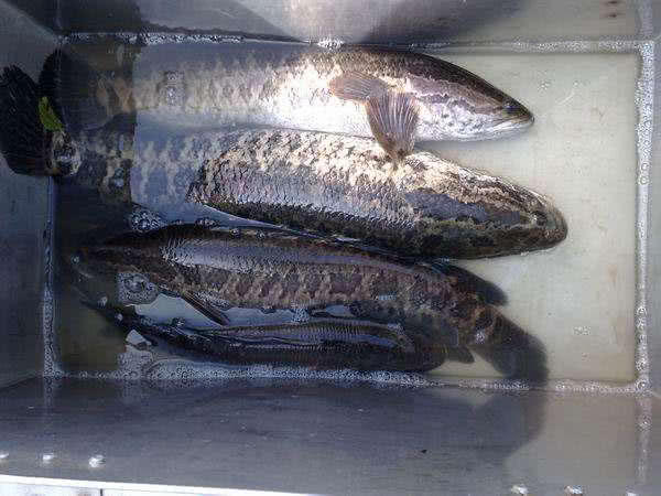 此鱼因为长得像柴而被广东人称之为"柴鱼"常用来煲汤和煲粥