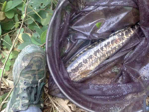 此鱼因为长得像柴而被广东人称之为"柴鱼"常用来煲汤和煲粥