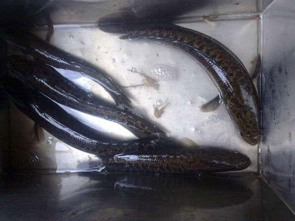 此鱼因为长得像柴而被广东人称之为"柴鱼"常用来煲汤和煲粥