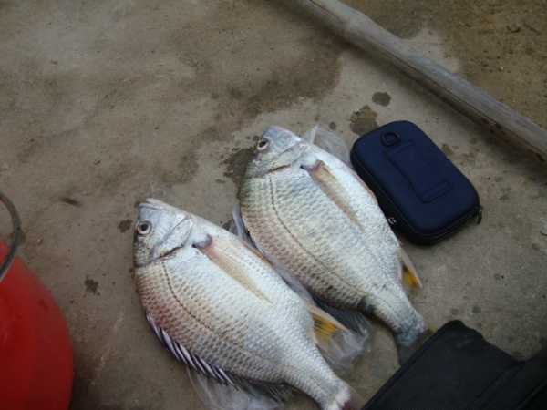 我国黄海中有种鱼名叫黄鲷鱼肉质鲜美特别好钓