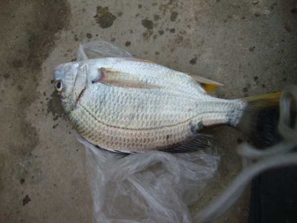 我国黄海中有种鱼名叫"黄鲷鱼"肉质鲜美,特别好钓|肉质|鲜美|黄鲷