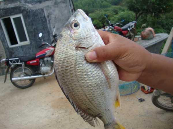 我国黄海中有种鱼名叫黄鲷鱼肉质鲜美特别好钓