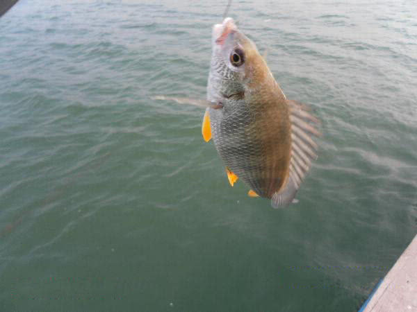 我国黄海中有种鱼名叫"黄鲷鱼"肉质鲜美,特别好钓|肉质|鲜美|黄鲷