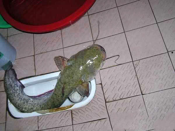 水库里最好钓的鱼就是鲶鱼了多到洗澡的时候都会撞腿