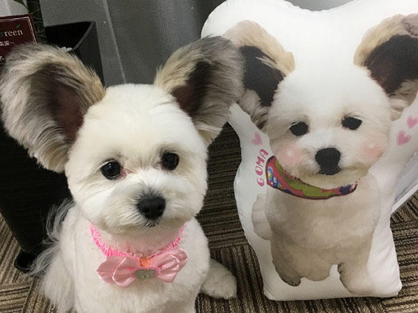 串串狗就特别不值钱?这只马尔济斯串串让见过它的人都走不动道儿