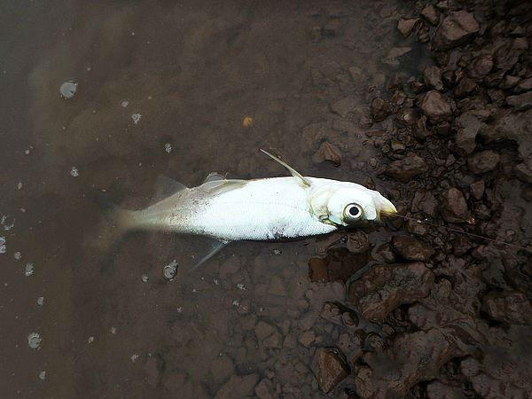 按当地人的说法,这鱼叫土翘,反对放流,因为此鱼已经成灾