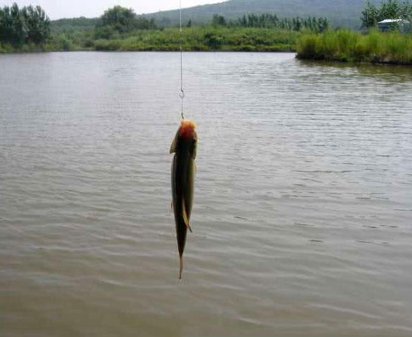 丁桂鱼是一种名贵鱼种其肉质鲜美非普通鱼类可比
