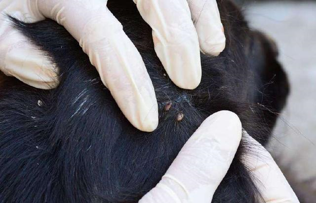 7080年代人头上有虱子的5个原因老人们是这样说的