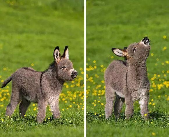 看来这只小驴非常喜欢这个小宝宝:你好呀,我能跟你玩儿吗?