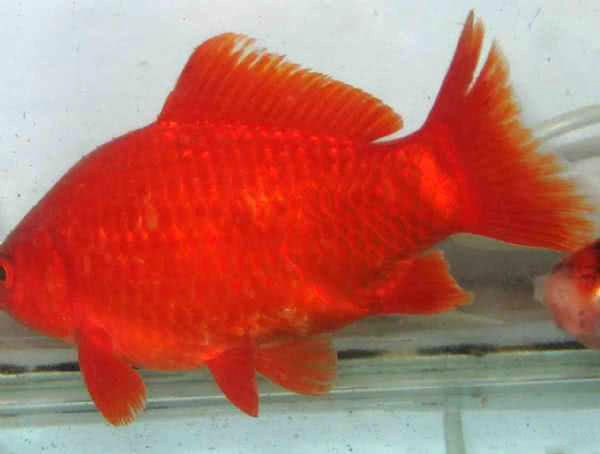 钓到一条红鲫鱼日本人称绯鲋