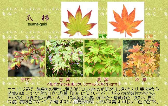 关于枫树的爪红tsumabeni爪柿tsumagaki的区别问题