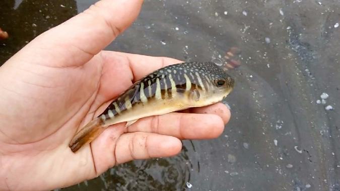 男子在海邊撿到了一條魚,怪叫兩聲後,小魚竟然變樣了!