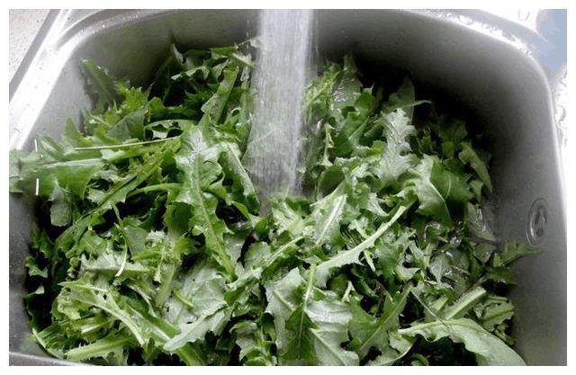 农村这种野菜不但好吃,原来对预防流感也有帮助|野菜|苦麻菜|农村