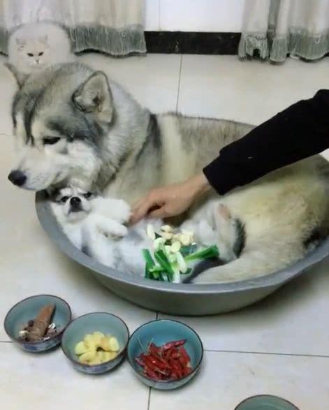 最近网上非常流行给狗狗们语音播报狗肉汤是什么意思,这不,一网红