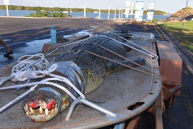 3米,体重达到了800斤