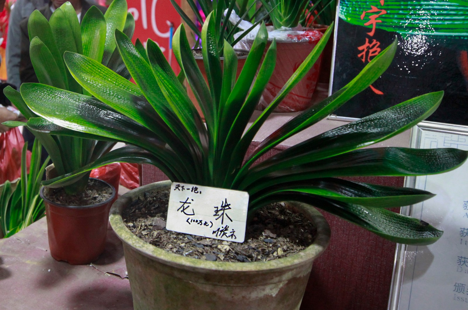 开眼了标价100万君子兰亮相沈阳引围观只敢远看不敢近摸