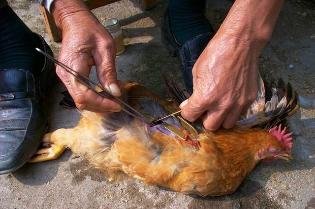 实拍:农村早已销声匿迹的特殊手艺|阉鸡|鸡睾丸|养鸡_新浪新闻