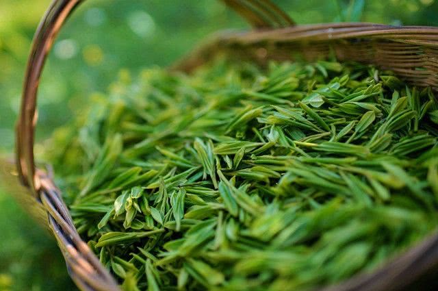 春茶的品质究竟好还是不好