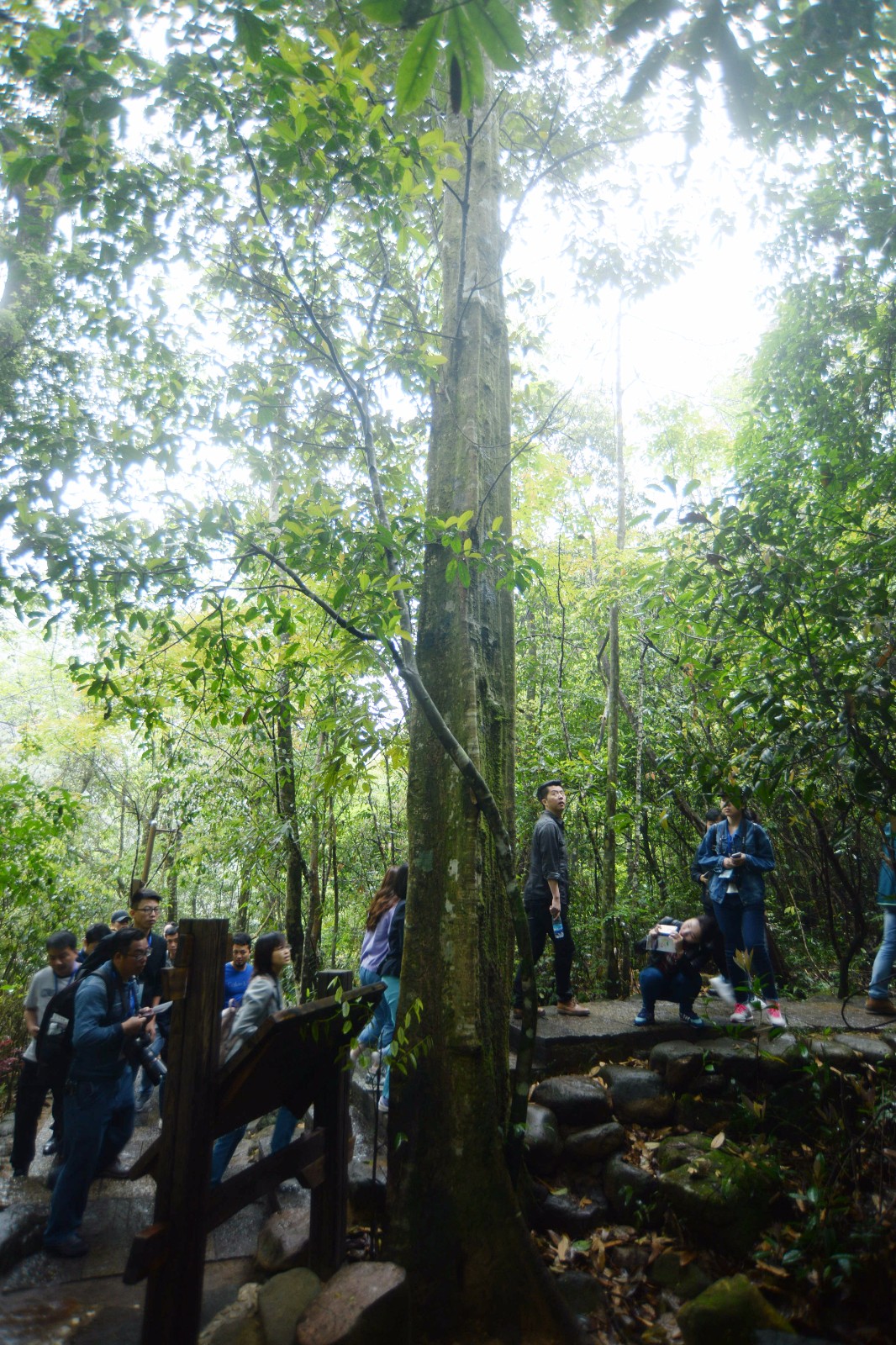 这棵树形状四方被称神树路人摸摸沾财气