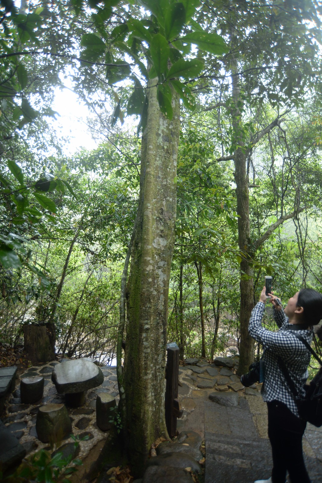 这棵树形状四方被称神树路人摸摸沾财气