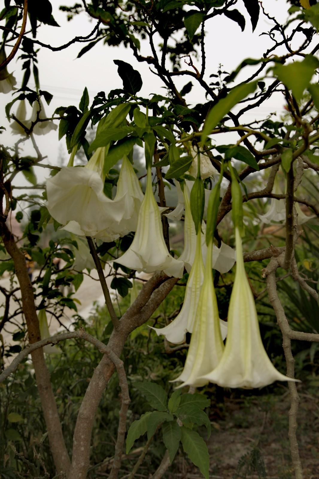 佛教圣花巡礼之二 曼陀罗花 众多传说 寓意非凡