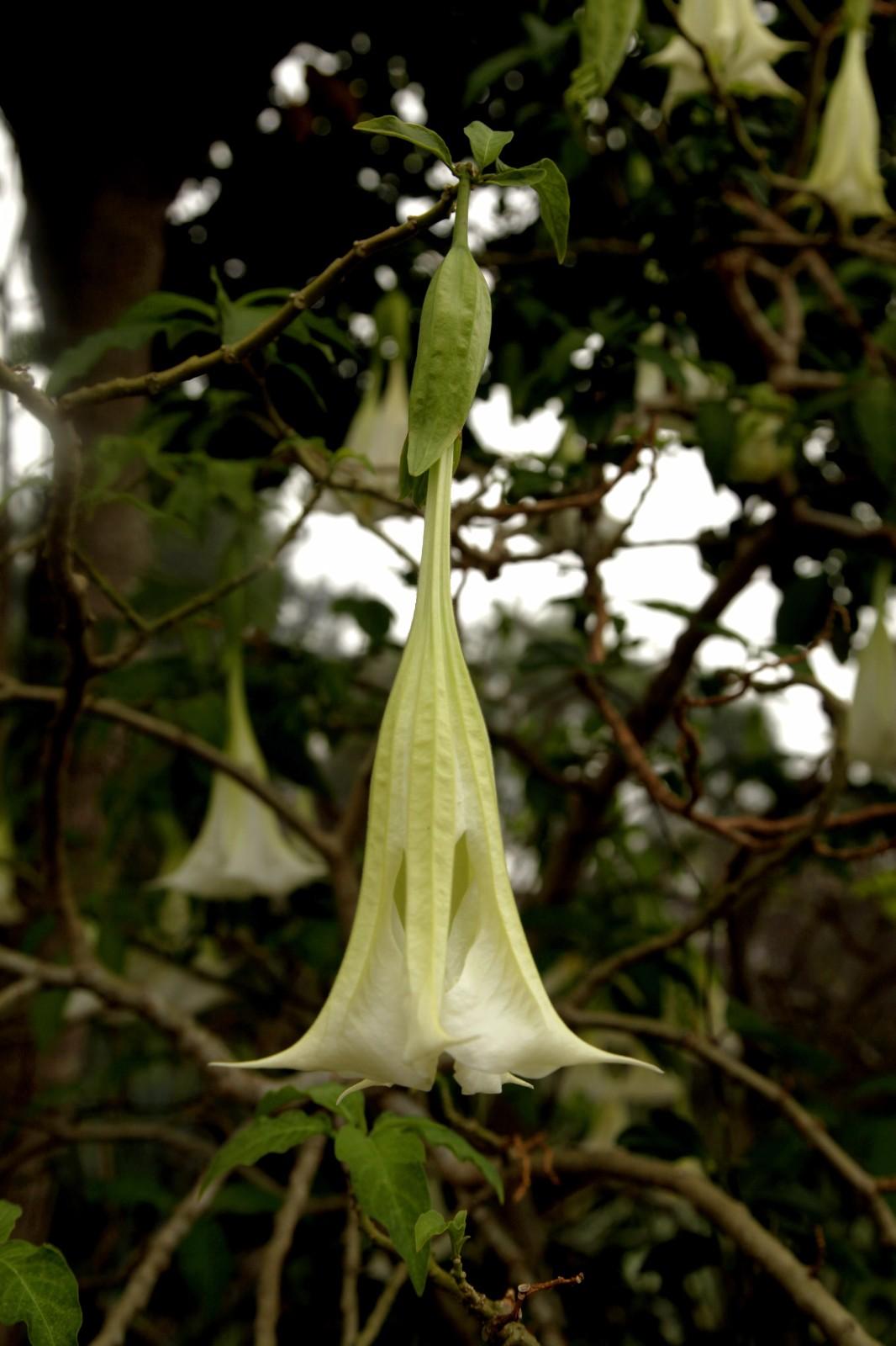 佛教圣花巡礼之二 曼陀罗花 众多传说 寓意非凡