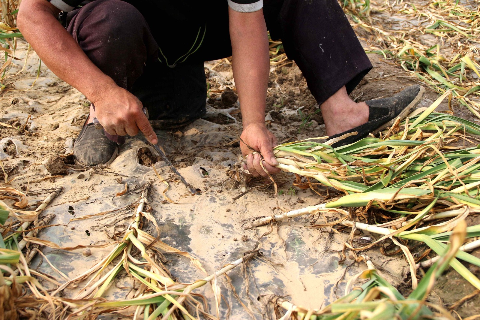 实拍大蒜采挖过程,价格对不起这辛苦,一般人还干不了_新浪看点