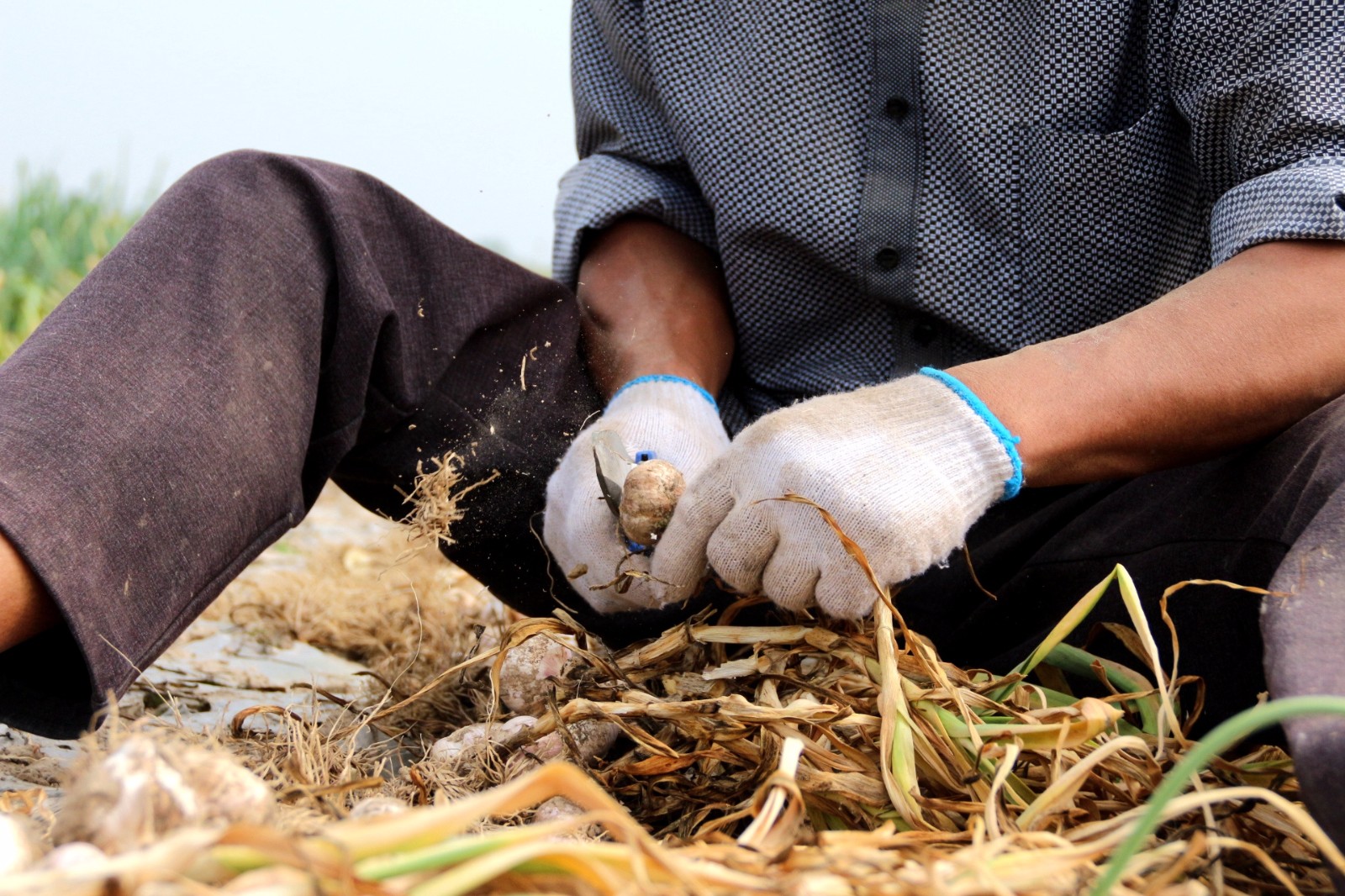 实拍大蒜采挖过程,价格对不起这辛苦,一般人还干不了