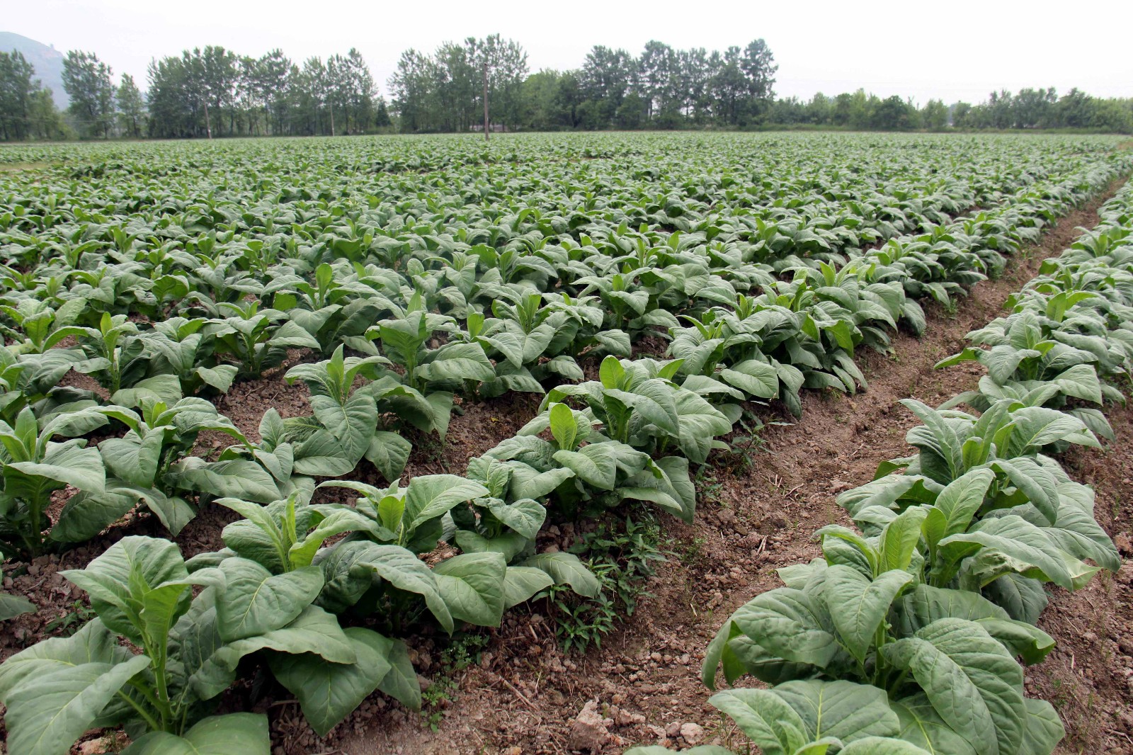 不少家的田地里没有种粮食,都种上了这些烤烟叶,我们这儿又叫它黄烟