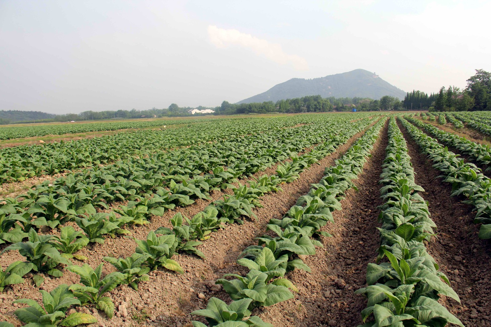 安徽芜湖,老家的田里,最近这几年不少人家都种了这黄烟,你见过吗?