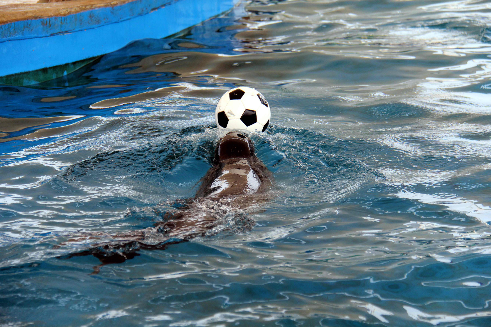 这些海洋里的可爱动物展示不少绝活,饲养员用一个动作和它们交流|海豹