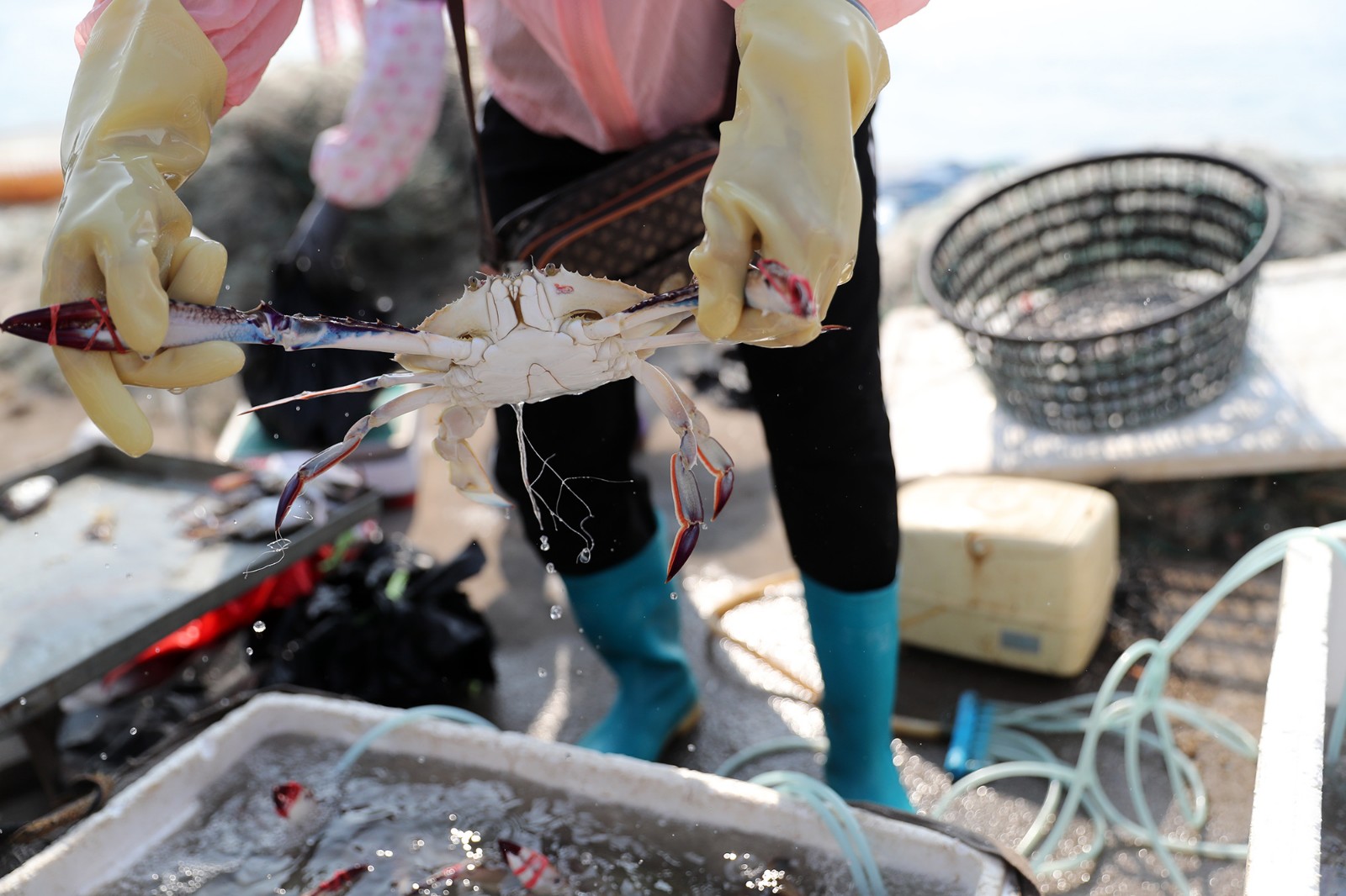 海捕梭子蟹大个母蟹80元一斤 死蟹10元一斤遭争抢