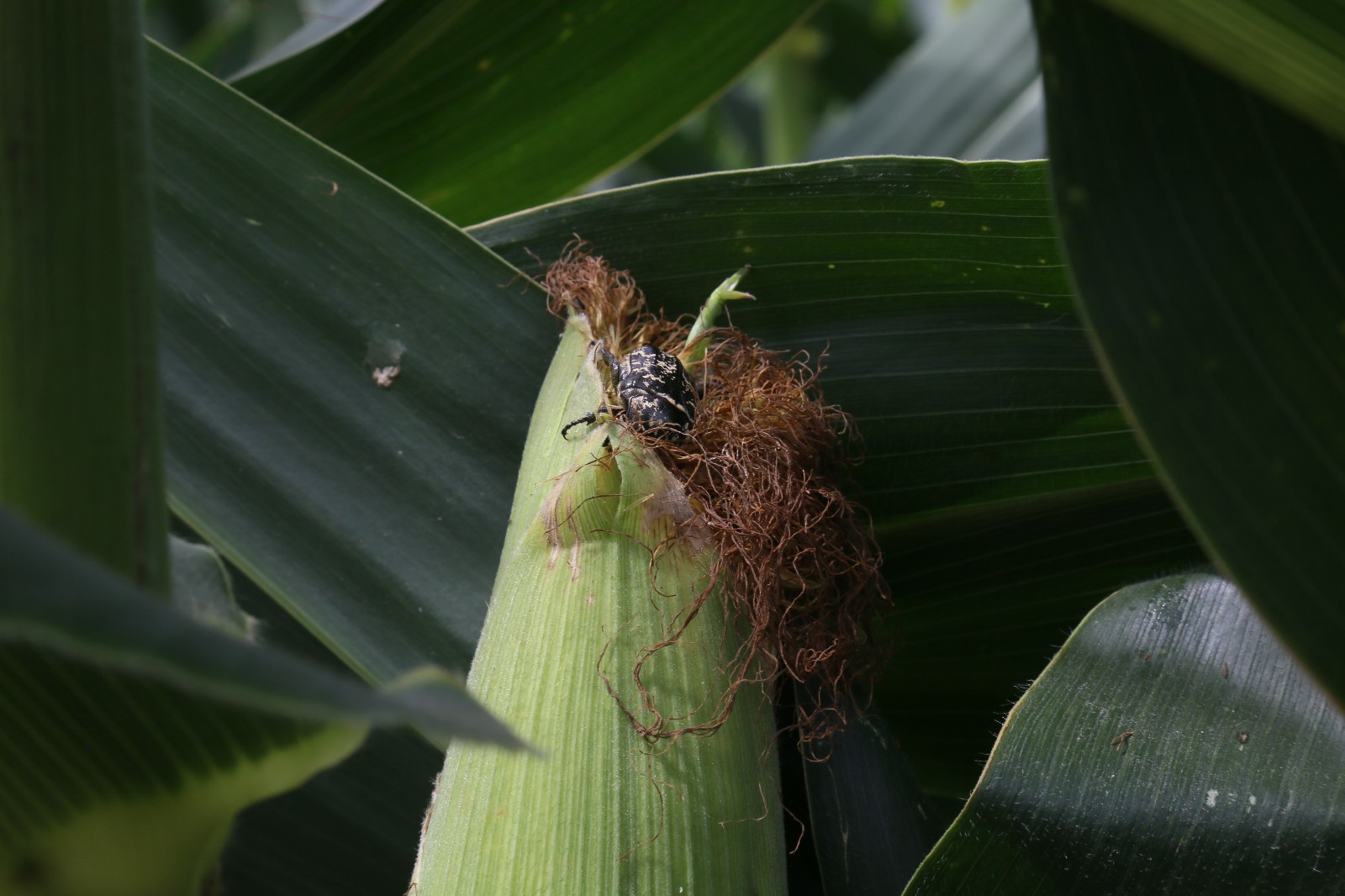 玉米棒上面这么多的甲壳虫 好壮观|玉米棒|甲壳虫_新浪新闻